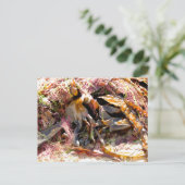 CARTE POSTALE ALGUES (Debout devant)