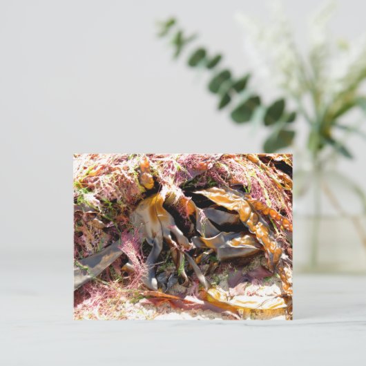 CARTE POSTALE ALGUES (Debout devant)