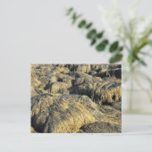 Carte Postale algues (Debout devant)