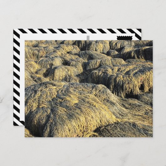 Carte Postale algues (Devant / Derrière)