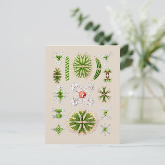 Carte Postale Algues (Debout devant)