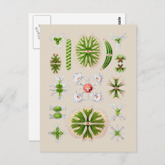 Carte Postale Algues (Devant / Derrière)