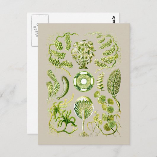 Carte Postale Algues (Devant / Derrière)