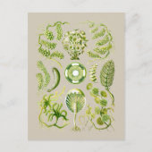 Carte Postale Algues (Devant)