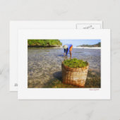 Carte Postale algues (Devant / Derrière)