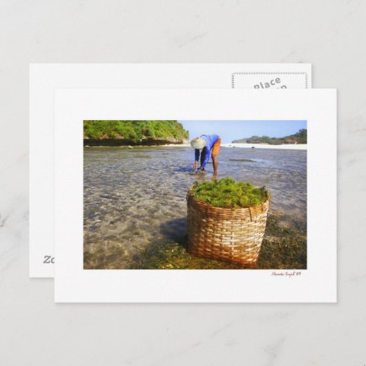 Carte Postale algues (Devant / Derrière)