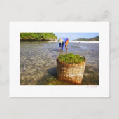 Carte Postale algues (Devant)