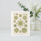 Carte Postale Algues vintage par Haeckel (Debout devant)