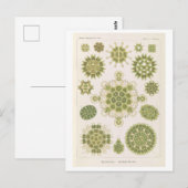 Carte Postale Algues vintage par Haeckel (Devant / Derrière)