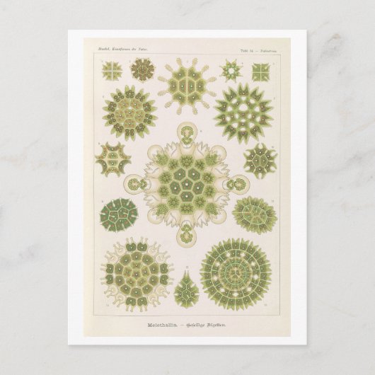 Carte Postale Algues vintage par Haeckel (Devant)