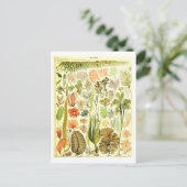 Carte postale Algues vintages (Debout devant)