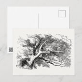 Carte Postale Alice au pays des merveilles - Cheshire Chat s'est (Devant / Derrière)