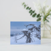 Carte postale alien en bois congelé (Debout devant)