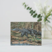 Carte Postale Aligator Maman (Debout devant)