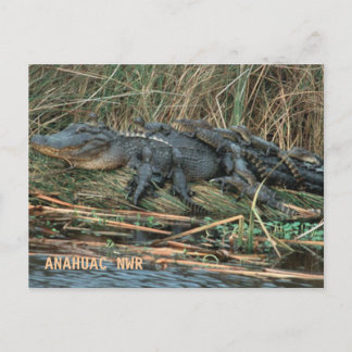 Carte Postale Aligator Maman