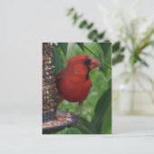 Carte Postale Alimentation cardinale (Debout devant)