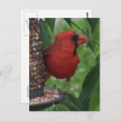 Carte Postale Alimentation cardinale (Devant / Derrière)