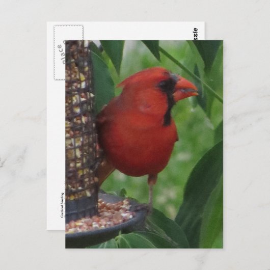 Carte Postale Alimentation cardinale (Devant / Derrière)