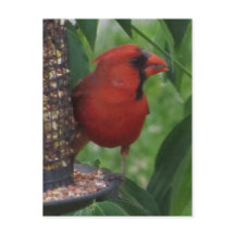 Alimentation cardinale