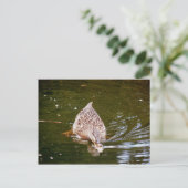 Carte Postale Alimentation Cute Duck (Debout devant)