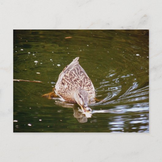 Carte Postale Alimentation Cute Duck (Devant)