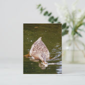Carte Postale Alimentation Cute Duck (Debout devant)
