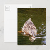 Carte Postale Alimentation Cute Duck (Devant / Derrière)