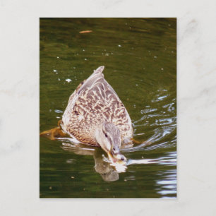 Carte Postale Alimentation Cute Duck
