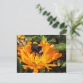 carte postale - Alimentation dans Calendula (Debout devant)