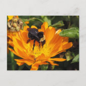 carte postale - Alimentation dans Calendula (Devant)