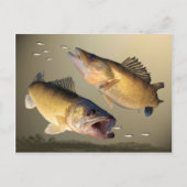 Carte Postale Alimentation de deux walleye (Devant)