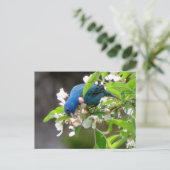 Carte Postale Alimentation de l'indigo Bunting - Oiseau (Debout devant)