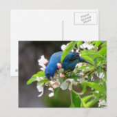 Carte Postale Alimentation de l'indigo Bunting - Oiseau (Devant / Derrière)