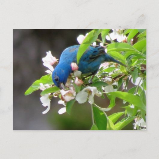 Carte Postale Alimentation de l'indigo Bunting - Oiseau (Devant)