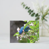 Carte Postale Alimentation de l'indigo Bunting - Oiseau (Debout devant)