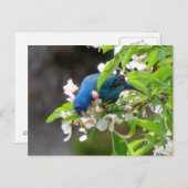 Carte Postale Alimentation de l'indigo Bunting - Oiseau (Devant / Derrière)