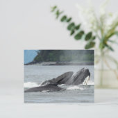 Carte Postale Alimentation des baleines à bosse (Debout devant)
