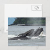 Carte Postale Alimentation des baleines à bosse (Devant / Derrière)