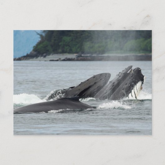 Carte Postale Alimentation des baleines à bosse (Devant)
