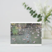 Carte Postale Alimentation des canards (Debout devant)