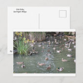 Carte Postale Alimentation des canards (Devant / Derrière)