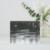 Carte Postale Alimentation des cygnes, Lac Roath Park, Cardiff (Debout devant)