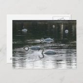 Carte Postale Alimentation des cygnes, Lac Roath Park, Cardiff (Devant / Derrière)