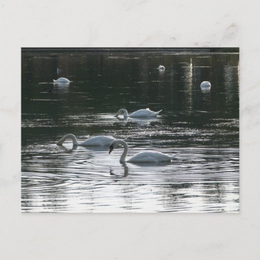 Carte Postale Alimentation des cygnes, Lac Roath Park, Cardiff (Devant)