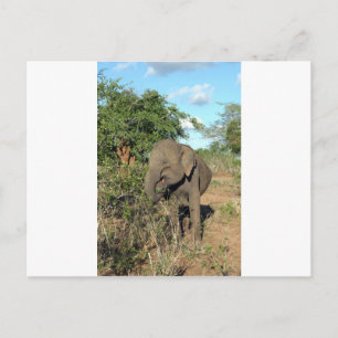 Carte Postale Alimentation des éléphants Parc national Uda Walaw