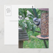 Carte Postale Alimentation Jay bleu (Devant / Derrière)