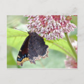 Carte Postale Alimentation par papillon (Devant)