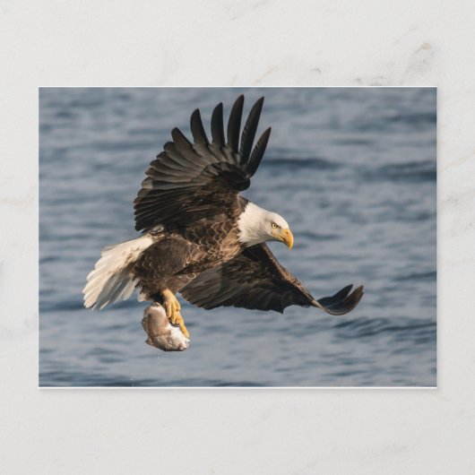 Carte Postale Aliments de rattrapage d'aigle chauve (Devant)