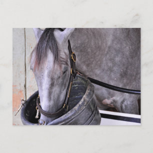 Carte Postale Aljalela - Todd Pletcher Roan Thoroughbred