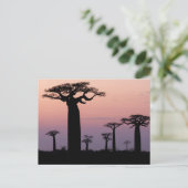 Carte Postale Allée des Baobabs, Madagascar, Morondava, Afrique, (Debout devant)
